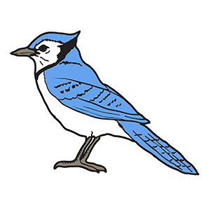 Blue Jay Bird